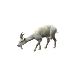 Коза