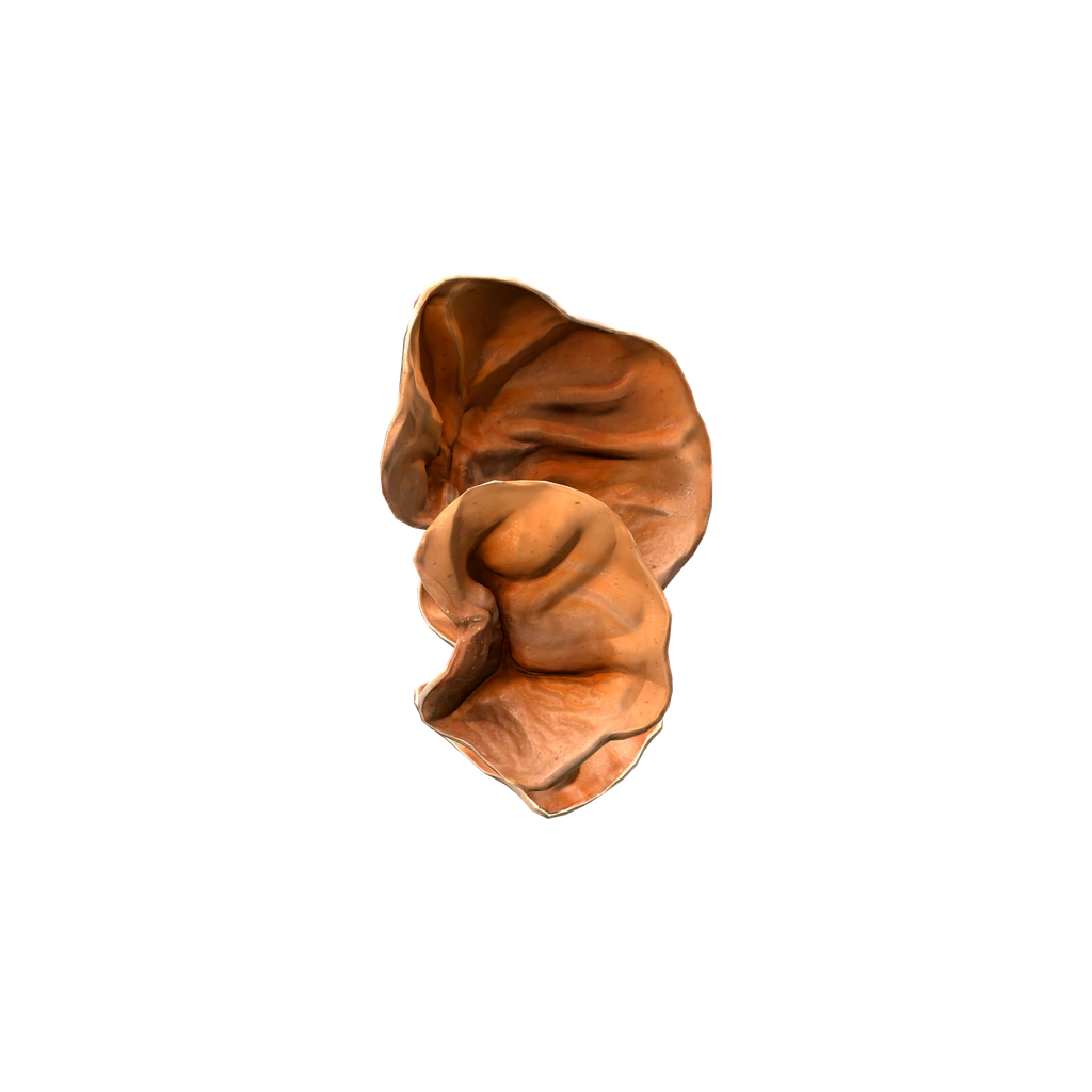 Wood Ear (AuriculariaMushroom), DayZ
