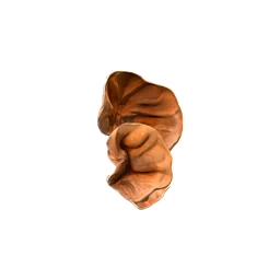 Иудино ухо