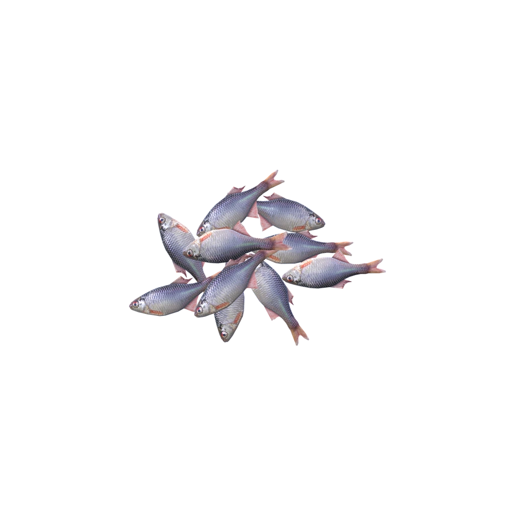 Горчаки (Bitterlings), DayZ