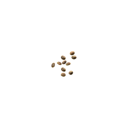 Cannabis Seeds