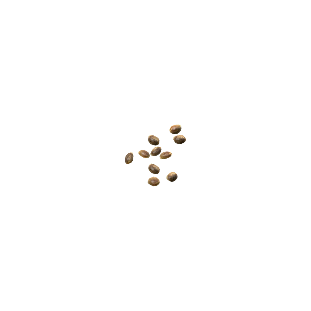 Cannabis Seeds (CannabisSeeds), DayZ
