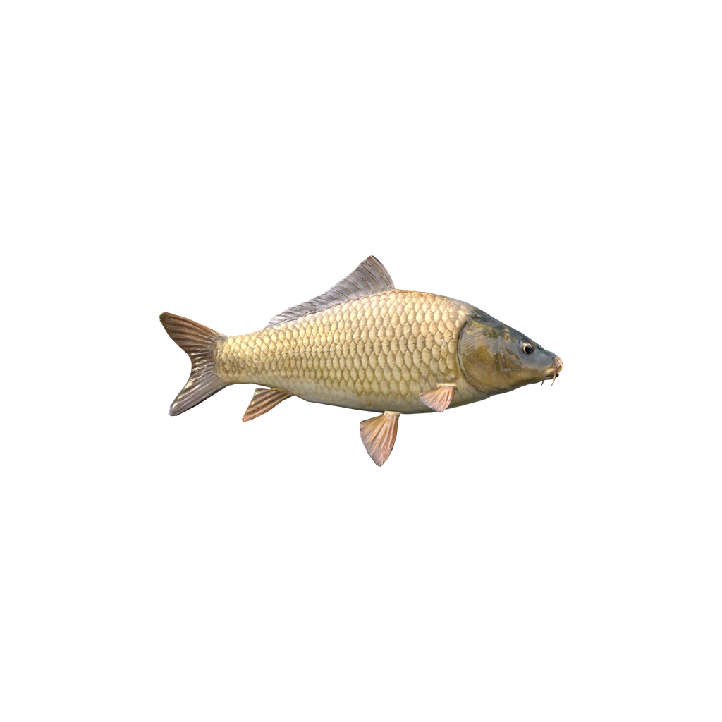 Карп (Carp), DayZ