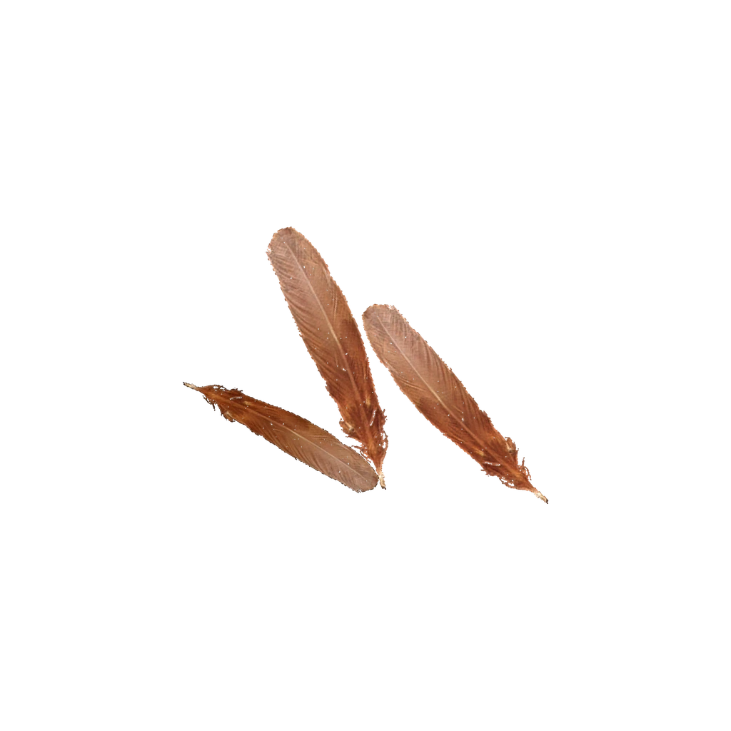 Chicken Feathers (ChickenFeather), DayZ