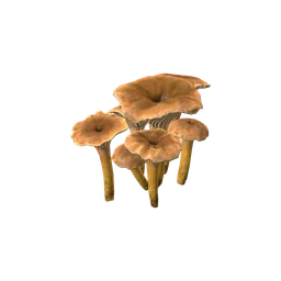 Лисичка