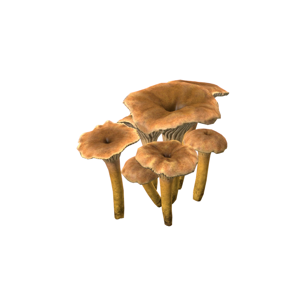 Лисичка (CraterellusMushroom), DayZ