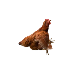 Курица