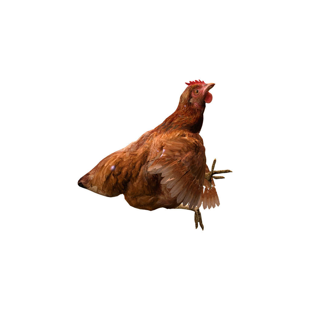 Курица (DeadChicken_Brown), DayZ