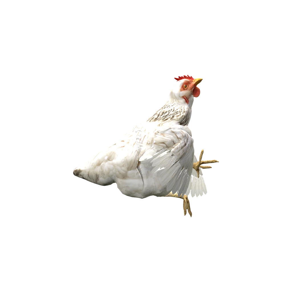 Курица (DeadChicken_White), DayZ