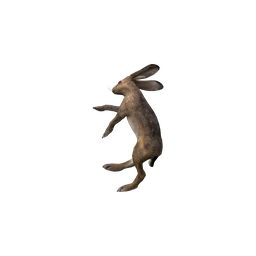 Заяц