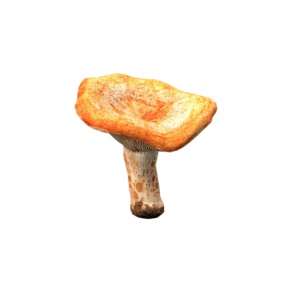 Рыжик (LactariusMushroom), DayZ