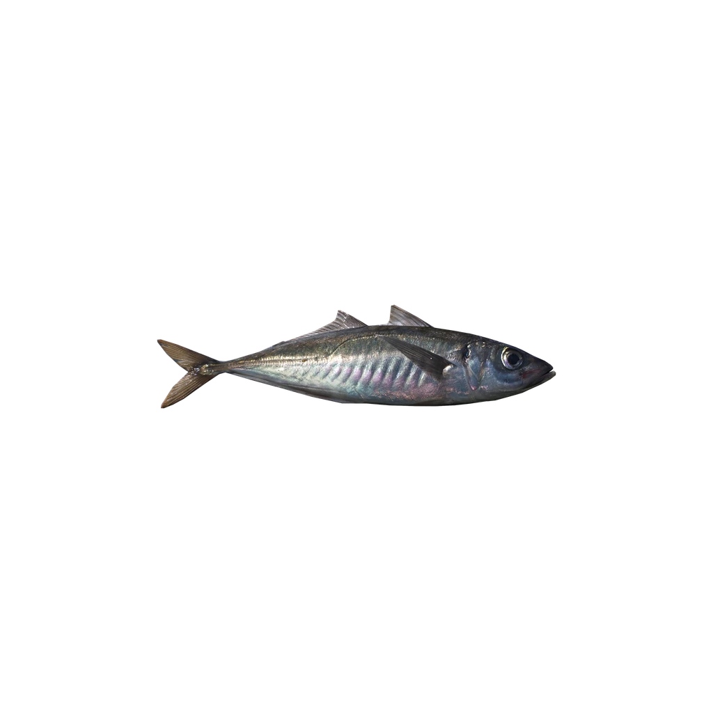Скумбрия (Mackerel), DayZ