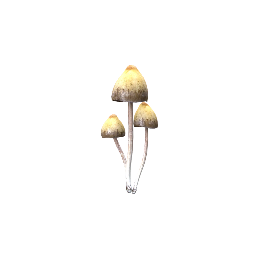 Колпак свободы (PsilocybeMushroom), DayZ
