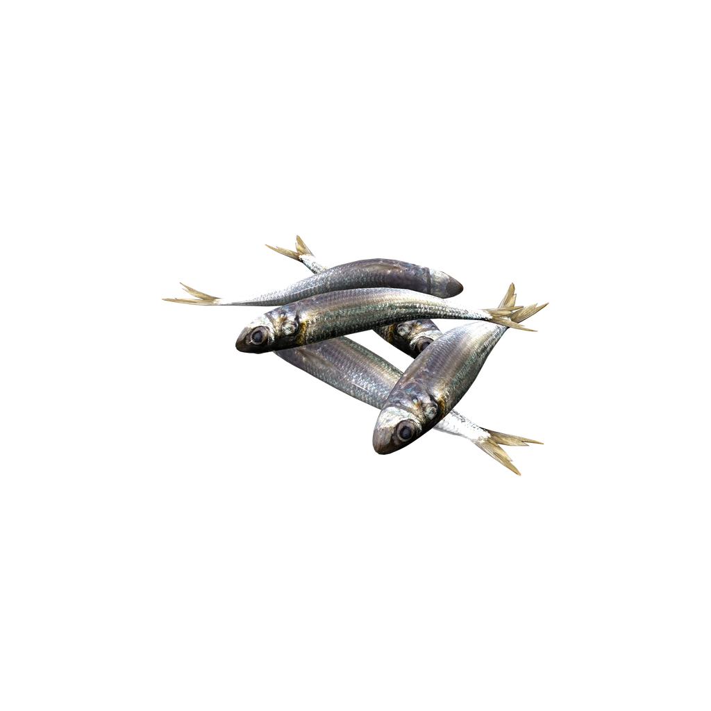 Сардины (Sardines), DayZ