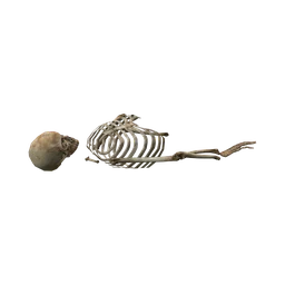 StaticObj_Forest_HumanSkeleton