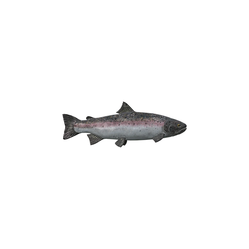 硬头鳟 (SteelheadTrout), DayZ