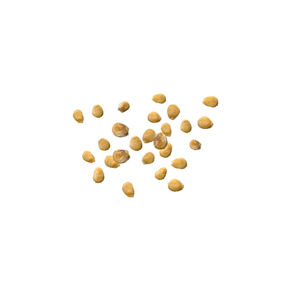 番茄籽 (TomatoSeeds), DayZ
